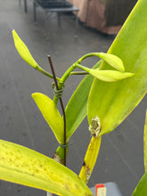 Load image into Gallery viewer, Cattleya(C.) jenmannii ‘Pacaraima ‘ x self , big seedling three spikes