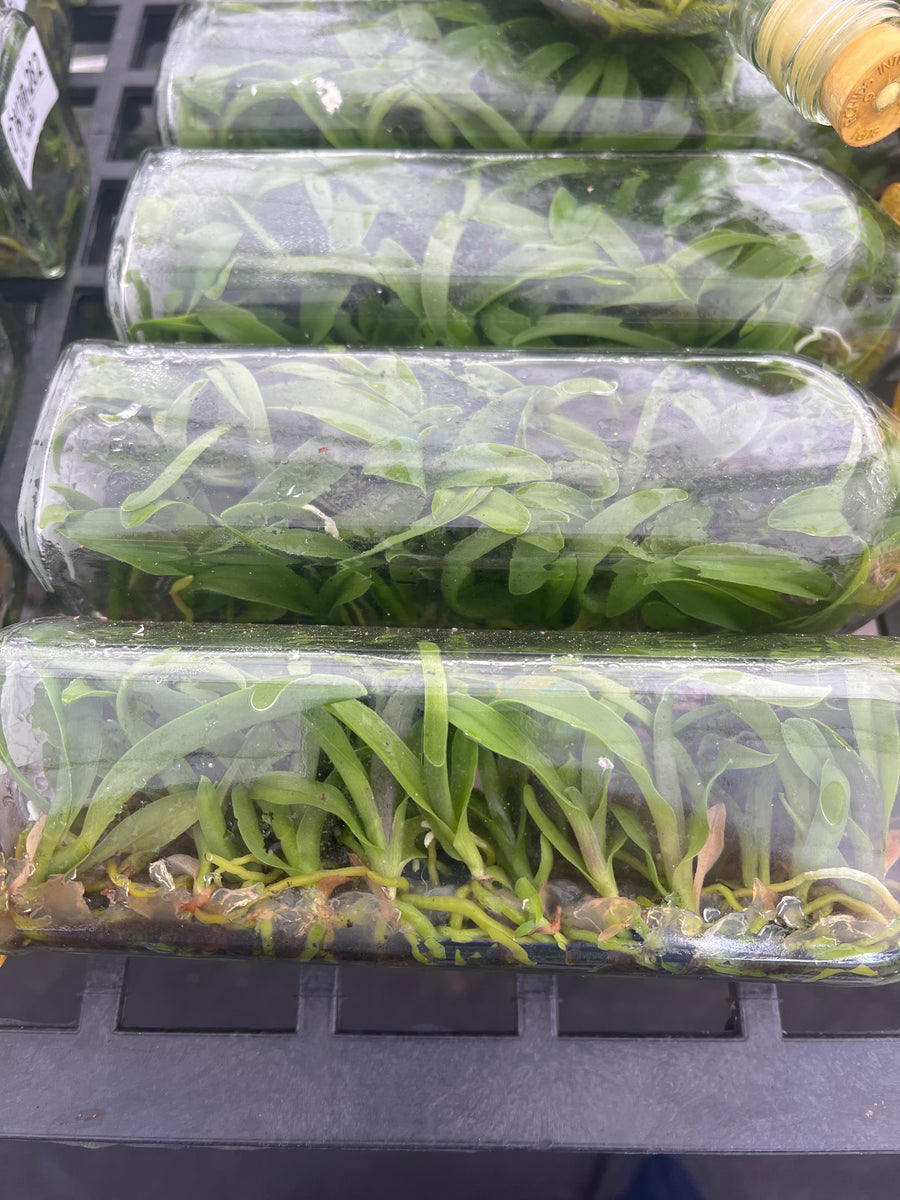 ライアン　ホソウリゴケ Ron Colón Salvadoreño Red Banana Oleo Rum: Buy Now | Caskers