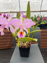 Load image into Gallery viewer, Cattleya(C.) jenmannii ‘Pacaraima ‘ x self , big seedling three spikes