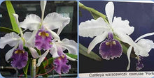 Load image into Gallery viewer, Cattleya warscewiczii coerulea