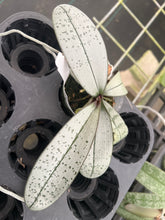 Load image into Gallery viewer, Phalaenopsis schilleriana ‘ silver ‘ seedling super rare