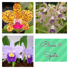 Load image into Gallery viewer, SVO BLUES AND SPOTS : 3 x cattleya seedlings blue color and summer blooming spots