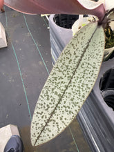 Load image into Gallery viewer, Phalaenopsis schilleriana seedling in 3” pot , rare offering