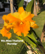 Load image into Gallery viewer, Cattleya clone 12 plant Special Deal package