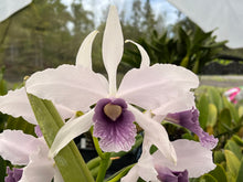 Load image into Gallery viewer, C. purpurata Memorial Day 3 plant special package deal
