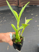 Load image into Gallery viewer, C. bowringiana v. coerulea ‘Blue Angel ‘HCC x self , treated