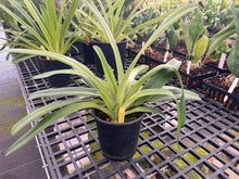 Load image into Gallery viewer, Ara Div.