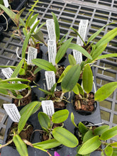 Load image into Gallery viewer, Mini cattleya 12 plant Special deal package
