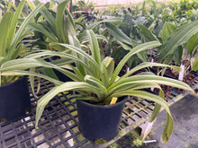 Load image into Gallery viewer, Ara Div.