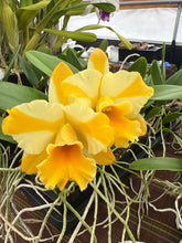 Load image into Gallery viewer, Cattleya clone 12 plant special Memorial Day package