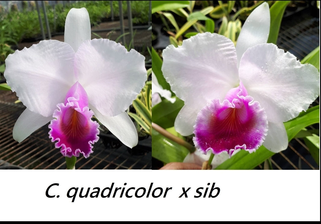 C. quadricolor x sib.