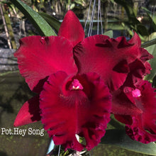 Load image into Gallery viewer, Cattleya clone 3 plant Memorial day special package