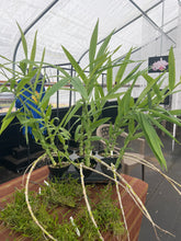 Load image into Gallery viewer, Thunia alba , large plants , rare offering