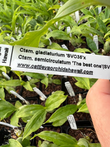 Ctsm. gladiaturium x Ctsm. semicirculatum