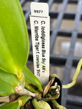 Load image into Gallery viewer, SVO BLUES AND SPOTS : 3 x cattleya seedlings blue color and summer blooming spots
