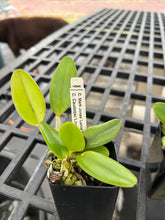 Load image into Gallery viewer, SVO SPOTTED CATTLEYA : 3 x spotted cattleya seedlings in 2.25” pot