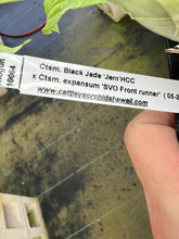Load image into Gallery viewer, Catasetum Black Jade x Ctsm. expansum ‘ SVO front runner’
