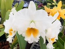 Load image into Gallery viewer, C. Bow Bells ‘White Sands’ AM /AOS OF 86 points , our exclusive awarded plant
