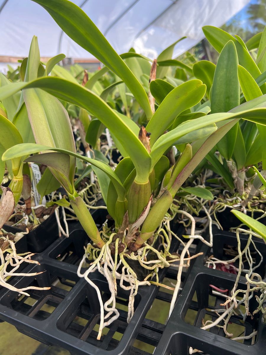 Rth . Jairak delight in 4 inch mature – Shogun Hawaii