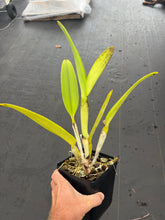 Load image into Gallery viewer, Cattleya warscewiczii coerulea