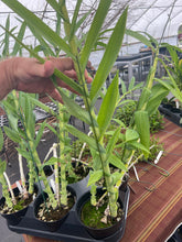 Load image into Gallery viewer, Thunia alba , large plants , rare offering