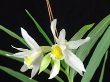 Load image into Gallery viewer, Thunia alba , large plants , rare offering