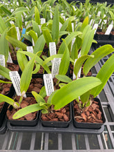 Load image into Gallery viewer, Rlc . Hey Song ‘Siam Thunder ‘, clone