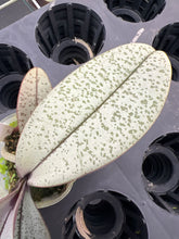 Load image into Gallery viewer, Phalaenopsis schilleriana seedling in 3” pot , rare offering
