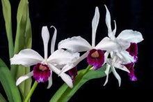 Load image into Gallery viewer, Cattleya purpurata var . ‘Cindarosa ‘ HCC , original virus free division