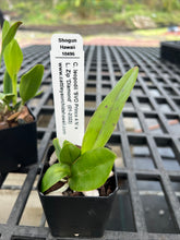 Load image into Gallery viewer, SVO breeding : 3 hybrid seedlings in one deal