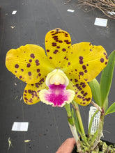 Load image into Gallery viewer, Mini Cattleya Memorial Day 3 plant special package