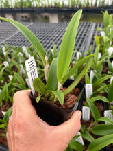 Load image into Gallery viewer, Rlc . Linkin Love ‘Chester’ , clone