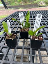Load image into Gallery viewer, SVO breeding : 3 hybrid seedlings in one deal