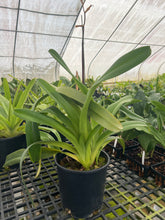 Load image into Gallery viewer, Ara Div.