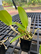 Load image into Gallery viewer, SVO BLUES AND SPOTS : 3 x cattleya seedlings blue color and summer blooming spots