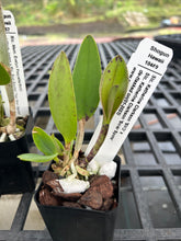 Load image into Gallery viewer, SVO SPOTTED CATTLEYA : 3 x spotted cattleya seedlings in 2.25” pot
