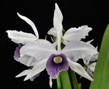 Load image into Gallery viewer, C. purpurata werkhauseri’ Shogun’s silver giant ‘ AM x sib . ‘Shogun’s blue jewel’