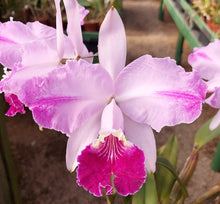 Load image into Gallery viewer, C. Lueddemanniana ‘Jewel box 5592’ x Brazilian Beaux3735’, seedling of best quality