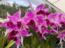 Load image into Gallery viewer, C. purpurata Memorial Day 3 plant special package deal