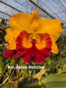 Rlc . Asian Sunrise , starter plant