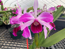 Load image into Gallery viewer, C. purpurata Memorial Day 3 plant special package deal