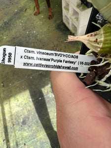 Catasetum vinaceum x Ctsm. ivanae ‘Purple fantasy’