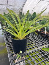 Load image into Gallery viewer, Ara Div.