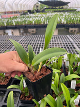 Load image into Gallery viewer, Rlc . Miss Thailand’ Surija’, clone