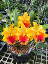 Load image into Gallery viewer, Cattleya clone 12 plant special Memorial Day package
