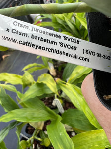 Catasetum juruenense x Ctsm. barbatum