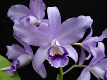 Load image into Gallery viewer, C. bowringiana v. coerulea ‘Blue Angel ‘HCC x self , treated
