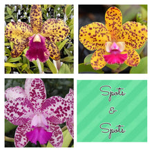 Load image into Gallery viewer, SVO SPOTTED CATTLEYA : 3 x spotted cattleya seedlings in 2.25” pot