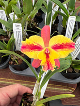 Load image into Gallery viewer, Mini Cattleya Memorial Day 3 plant special package