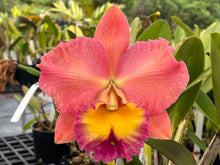 Load image into Gallery viewer, Rlc . Goldenzelle ‘Orange Pumpkin ‘, front lead division
